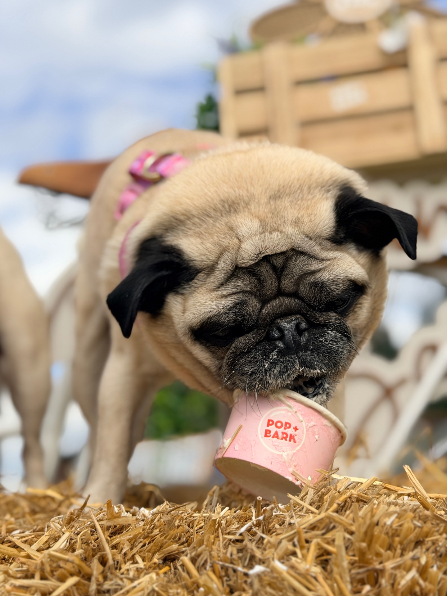 Lilly enjoying a POP+BARK pupuccino