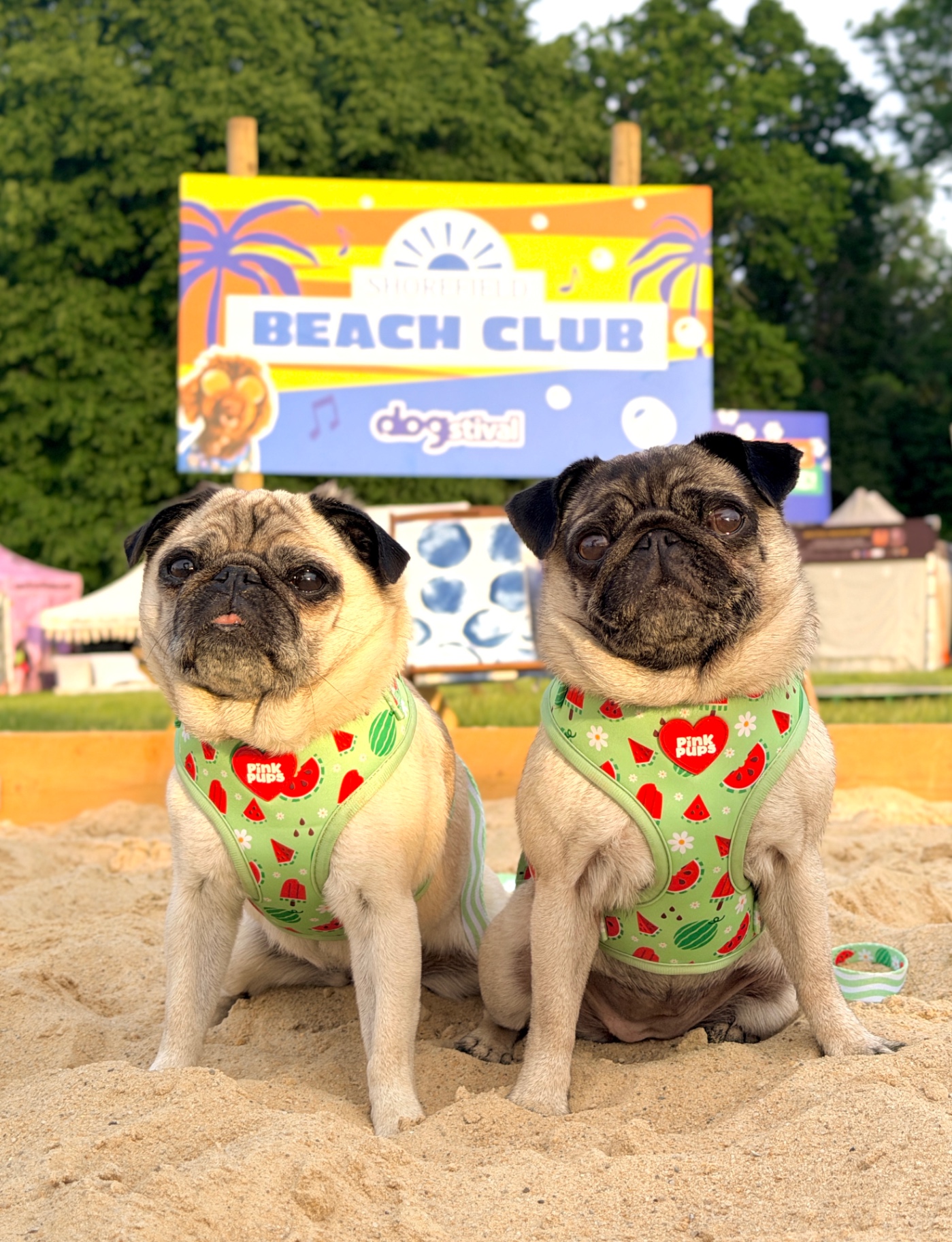 Lilly and Lulu in their Pink Pups watermelon harnesses at the Dogstival Beach Club