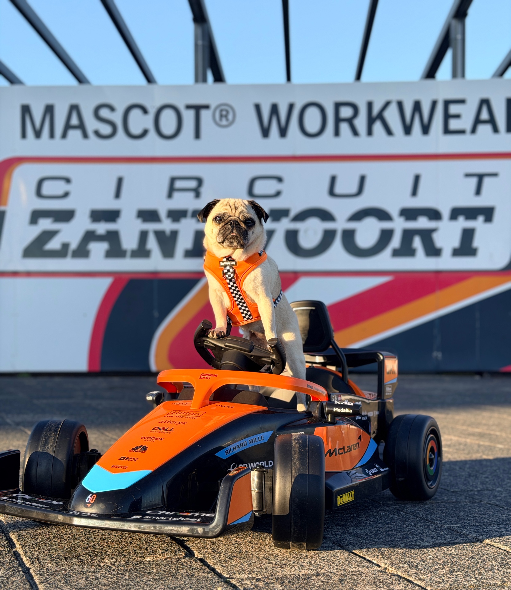 Pug in a race car at the Circuit Zandvoort